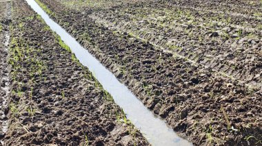 Sulama için derin çizgileri olan ekilmiş bir alan. Bu tür alan hazırlığı, özellikle patatesler gibi su kütüklerine duyarlı ekinler için tarımda yaygın bir uygulamadır..