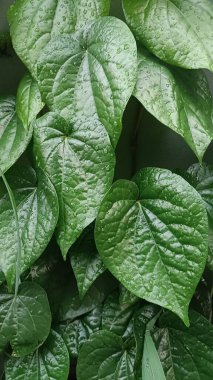 Portre yöneliminde su damlacıkları gösterilen yeşil betel yaprağı