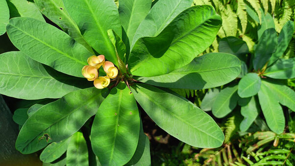 Yellow Crown of Thorns, Euphorbia Milii is a species of flowering plant in the spurge family, Euphorbiaceae, native to Madagascar