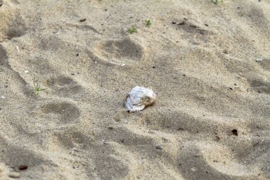 Narin Deniz Kabuğu Islak Kum Denizi Minimalist Sahnesine Gömüldü