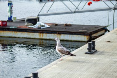 Bulgaristan 'ın Ahşap İskele Nesebar İskelesindeki Karadeniz Liman Kıyı Kuşu' ndaki Martı