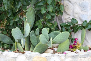 Vahşi Aloe Vera Akdeniz Çölünde büyüyor. Yakından.