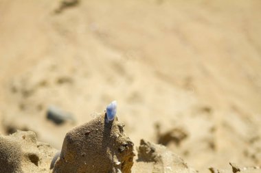 Spiral Deniz Kabuğunun Aşırı Macro 'su Altın Kumsal Kum Yakından