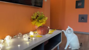 Beyaz bir kedi şakacı bir şekilde bal kabağı ve vazonun yanındaki masadan sarı yaprakları çalar. Parlak çelenkler ve sonbahar renkleri hoş, neşeli bir Cadılar Bayramı atmosferi yaratır..