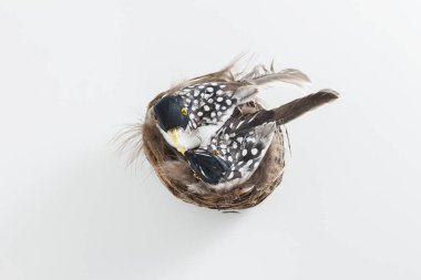 Bahar tebrik kartı için yuvadaki küçük kuşlar.