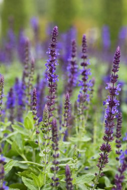 İlaç ve yemek pişirmede kullanılacak adaçayı çiçekleri