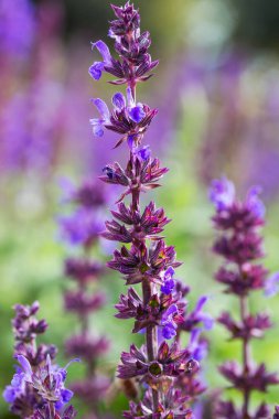 İlaç ambalajı için adaçayı çiçeği yakın plan