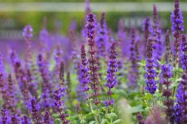 Mor adaçayı çiçekleri ekilmiş bir tarla.