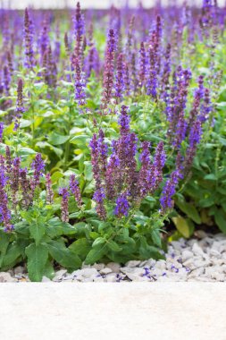 Mor adaçayı çiçekleri ekilmiş bir tarla.