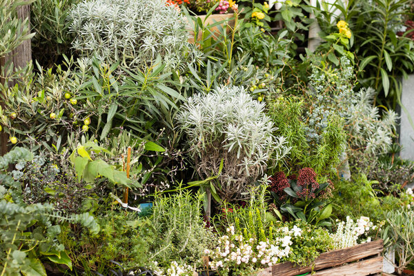 Декоративная растительность в саду с различными зелеными насаждениями. Высокое качество фото