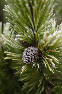 Kışın yeşil iğnelerin üzerinde buzla kaplı çam kozalağı. Yüksek kalite fotoğraf