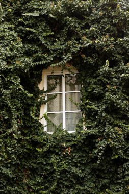 Yeşil sarmaşık yapraklarıyla çerçevelenmiş eski bir kasaba penceresi. Yüksek kalite fotoğraf