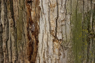 Ağaç kabuğu dokusunda yosun ve doğal çatlaklar. Yüksek kalite fotoğraf
