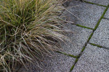 Taş kaldırımın yanındaki yosunlu süs çimenleri. Yüksek kalite fotoğraf