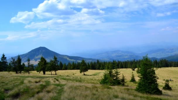 Weiden Weiden Met Geïsoleerde Bomen Roemeense Bergen Vooraan Een Bos — Stockvideo