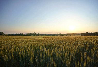Mısır tarlası gün batımında akşam güneşiyle aydınlandı. Akşam güneşinin aydınlattığı alan ön planda, arka planda güneşli bir köy ve gökyüzü var..