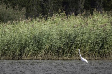Gümüş balıkçıl bir gölde yiyecek arar..