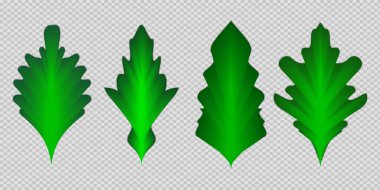 Şeffaf bir arkaplanda Gerçekçi Yeşil Yapraklar Koleksiyonu. Vektör İllüstrasyonu