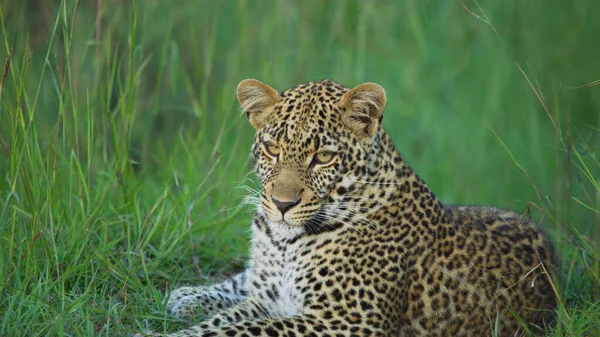 Sri Lankan Leopard Panthera Pardus Kotiya Big Spotted Cat Lying — Stock Photo, Image