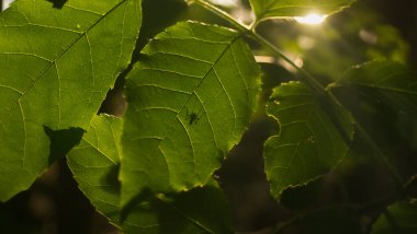 Güneş ışığındaki canlı yeşil yaprakların yakın çekimi, onların doğal dokusunu ve bir böceğin siluetini vurgulayarak, doğanın ahengi ve ekosistem dengesini sembolize eder..