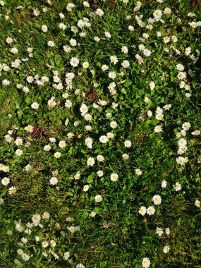 Bereketli yeşil çimlerde açan, güneşli, beyaz papatyalar. Bu yukarıdan aşağıya bakış açısı, açık hava parkı ortamında bahar, yaz ve doğal gelişimin özünü yakalar..