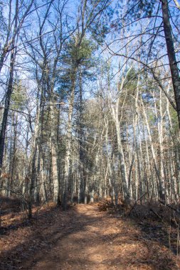 Ormandan geçen güneş ışığı. Güzel güneşli bir günde orman sahnesi.