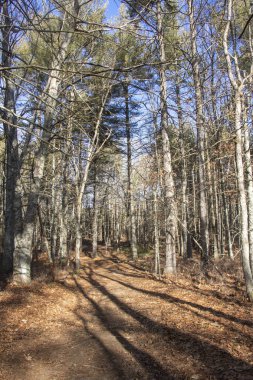 Ormandan geçen güneş ışığı. Güzel güneşli bir günde orman sahnesi.