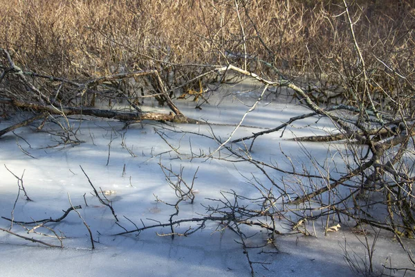 Ice Swamp Landscape Sacco Piante Congelate Rendono Interessanti Disegni Luci — Foto Stock