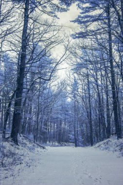 Mavi Kış Kızılötesi Fotoğraf. Rüya gibi, karlı, dondurucu kar dolu bir yer. Diğer dünyevi duygular.