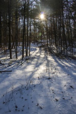 Ağaçların Arasındaki Yıldızlı Güneş Karlı Yol 'da. Soğuk bir kış gününde ormanda akan ışık.