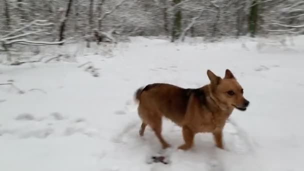 Kutya az erdőben. Tél, hó. Kis boldog kutya szimatol és integet a farkát. — Stock videók