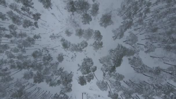 Árvores cobertas de neve aéreas. Inverno floresta neve pinheiros paisagem. Drone 4K. — Vídeo de Stock