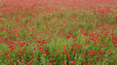 Çiçek açan gelinciklerle bir tarlanın üzerinde uçmak.