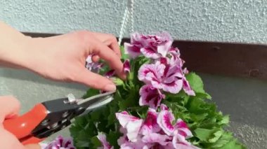 Pelargonyum Çiçeklerinin Budanması