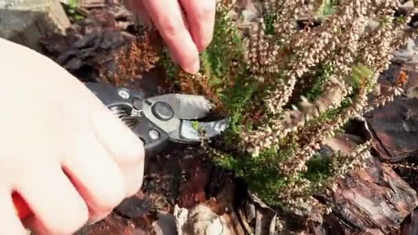 Heather, Calluna vulgaris planta poda com tesouras de jardim. Close-up — Vídeo de Stock