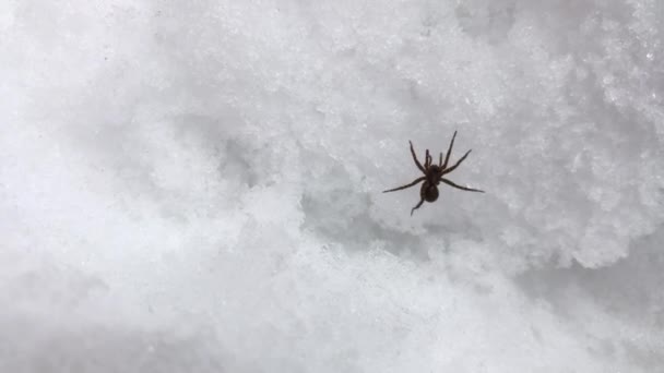 Spinne auf Schnee — Stockvideo