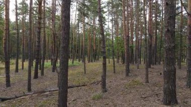 Çam ağaçlarının arasında uçarken