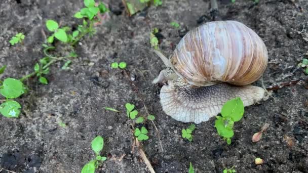 Snail crawling on the ground, close - up — Stock Video