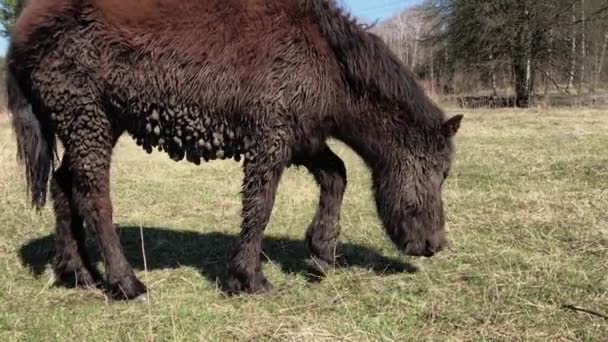 Betande brun ponny, försummad ovårdad ponnyhäst. Smutsiga djur. — Stockvideo