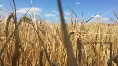 Güneşli bir tarlada altın buğday kulakları arasında ileri doğru atış. Sıcak akşam ışığı tarımı, doğayı ve kırsal güzelliği simgeleyen hasat ve yaz atmosferini vurguluyor..