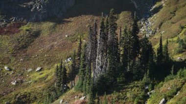 Kayalık bir dağ yamacında büyüyen yüksek çam ağaçlarının güzel manzarası. Yeşil bitki örtüsü ve güneş ışığı seyahat, vahşi doğa veya doğa kavramları için mükemmel barışçıl bir doğal manzara yaratır..