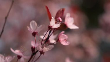 Yumuşak güneş ışığında bir ağaç dalında açan narin pembe çiçeklerin yakın çekimi. Yumuşak rüzgar ve sığ odak rüya gibi bir ilkbahar atmosferi yaratır güzellik ve yenilenme.