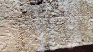 Kaba bir taş yüzeyden çıkan ince bitki köklerinin yakın çekimi. Hayatın engelleri, doğanın esnekliğini, büyümesini ve devamlılığını nasıl aştığını gösteren sembolik bir sahne..