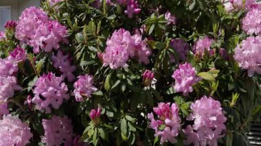 Yeşil bir çalılıkta, güpegündüz açan pembe rhododendron çiçekleri. Taze yapraklar, çiçek desenli bahar bahçesi sahnesi ve açık havada yemyeşil bir bitki..
