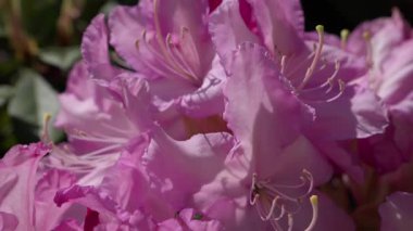 Hassas taç yaprakları ve doğal dokusu olan pembe bir rhododendron çiçeğinin yakın çekimi. Yumuşak gün ışığında çiçek detayı, bahar bahçesi bitkisi.