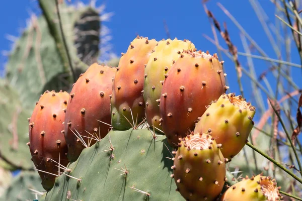 Prickly pear cactus close up with fruit in red color. Opuntia, commonly called prickly pear, is a genus in the cactus family, Cactaceae. Prickly pears are also known as tuna (fruit), sabra, nopal