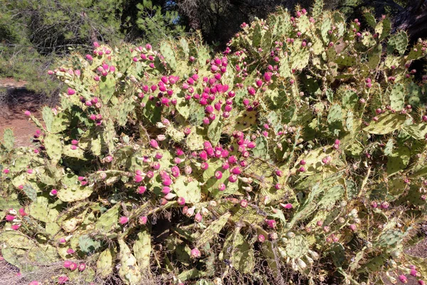 Kaktus Gruszkowy Owocami Fioletowym Kolorze Opuntia Fico India — Zdjęcie stockowe