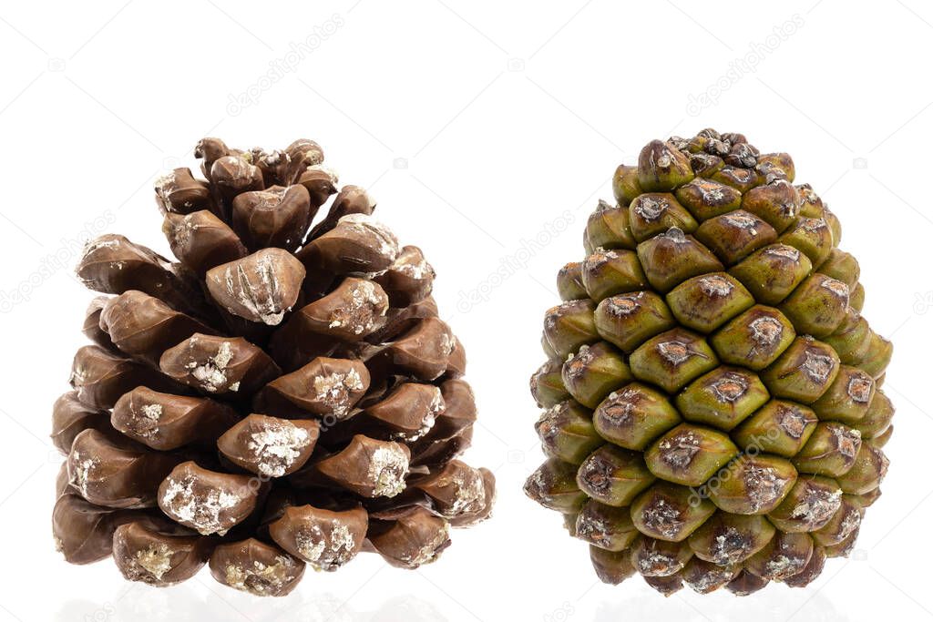 Closeup of a closed and open pine cone isolated on a white background