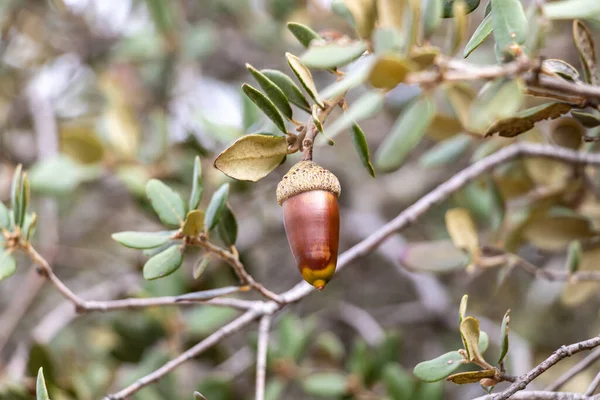 Acorn on the branch of an oak tree