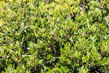 Pistacia mercimek L (yaygın olarak lentisk veya mastik olarak bilinir), Aromatik reçinesi için yetiştirilen ve Pistacia cinsinin 4 metre yüksekliğine kadar büyüyen diyonik bir ağaçtır.